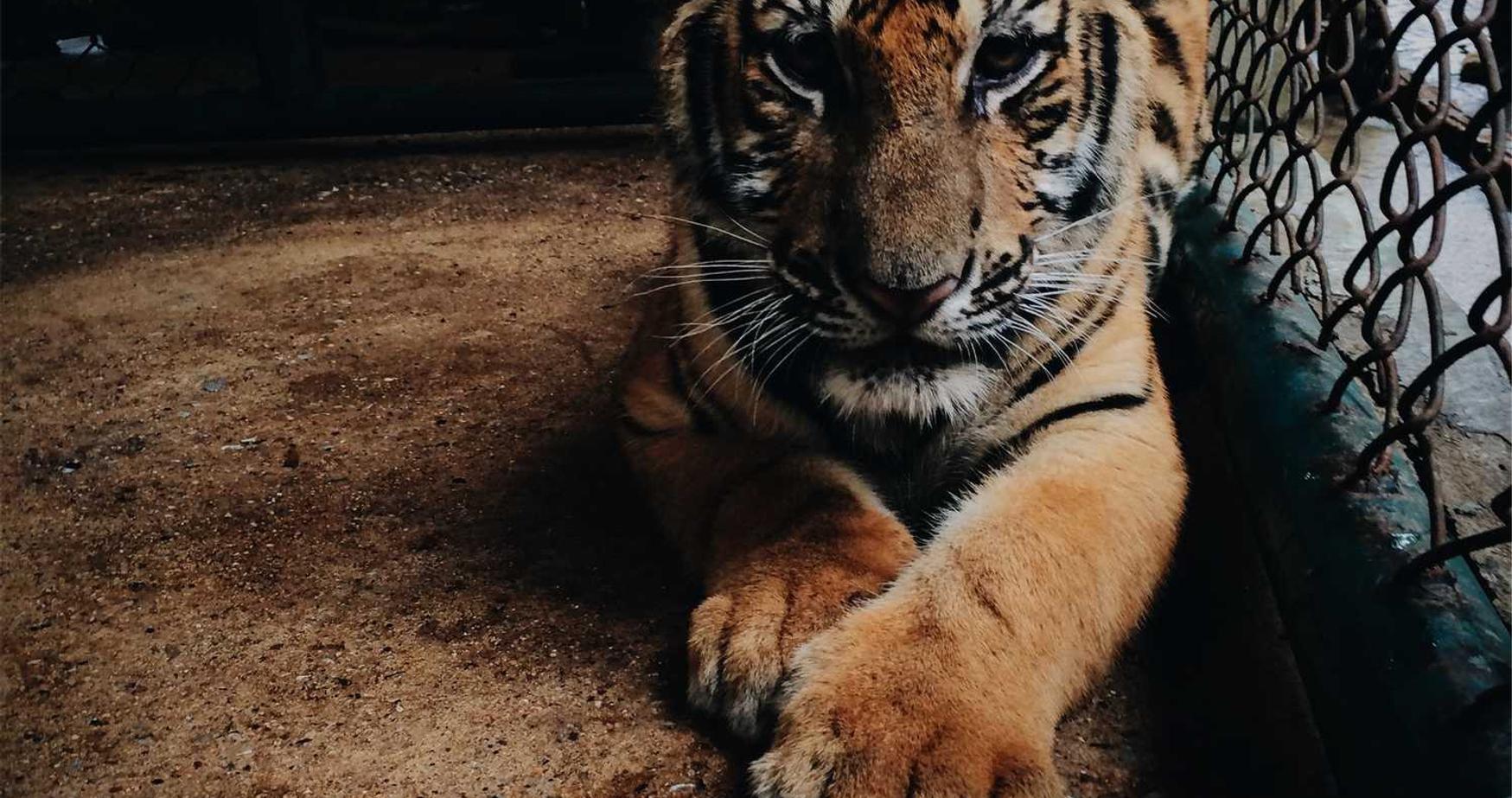 如何使用情感标记来优化SEO